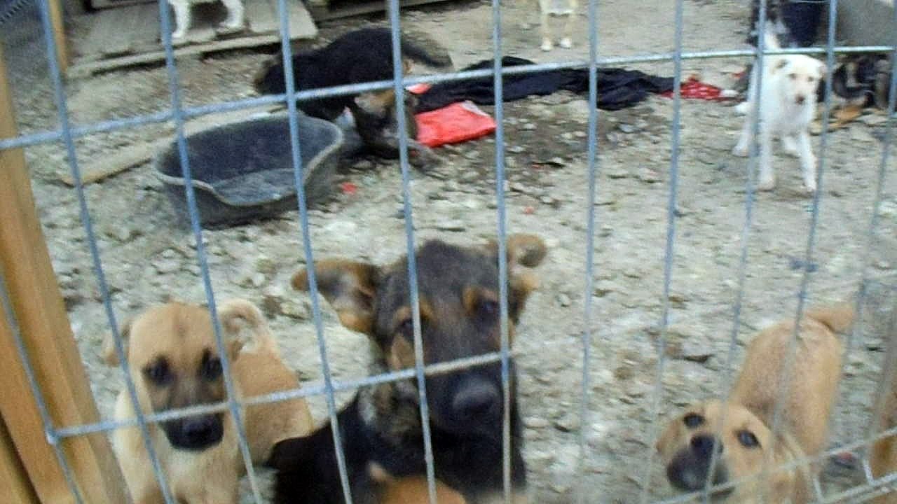 VILLE DOGS 28.04.2016