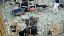 VILLE DOGS 28.04.2016