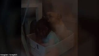 ADORABLE dog and toddler hang out together in cardboard box - Daily Mail Online