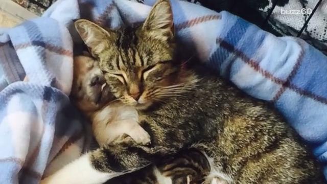 Orphaned Puppy Adopted by a Cat