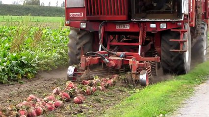 Loonbedrijf De Cuyper bieten rooien