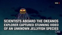 Researchers capture video of unknown jellyfish