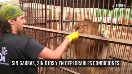 ¡Libertad! Leones rescatados de circos regresaron a su hábitat