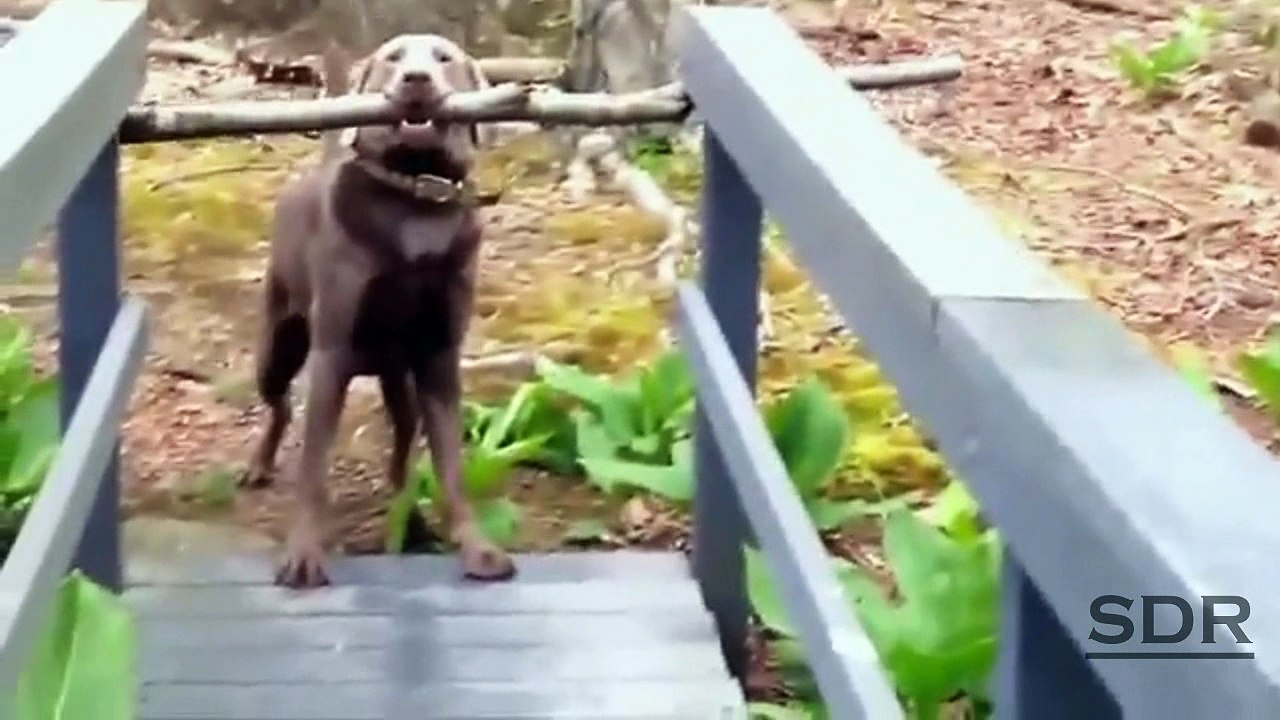 Animals funny Fails PART6 by SDR