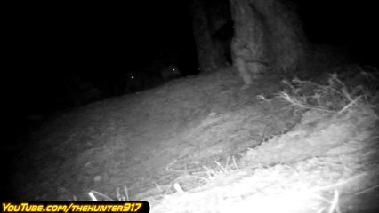 Wild Boars Trail Camera. Fotokapana Yakalanan Domuzlar