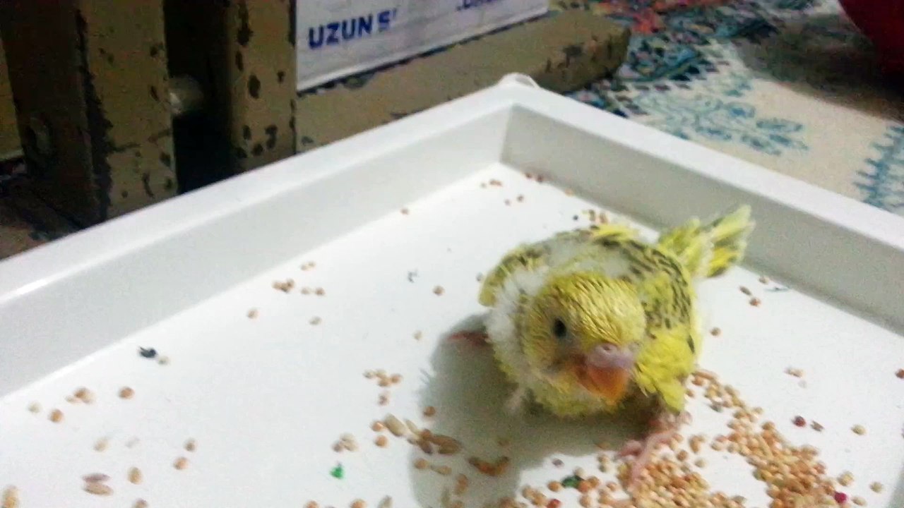 Yavru Kuşlar Video