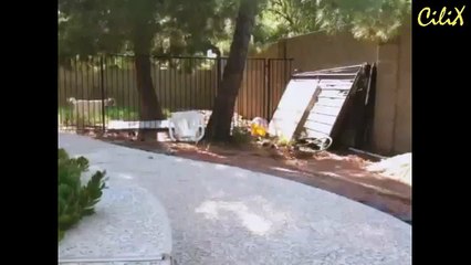 Животный паркур или козёл через забор