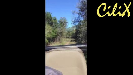 Жираф гонится за джипом