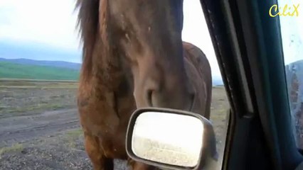 Лошадь и Co. отгрызла зеркало