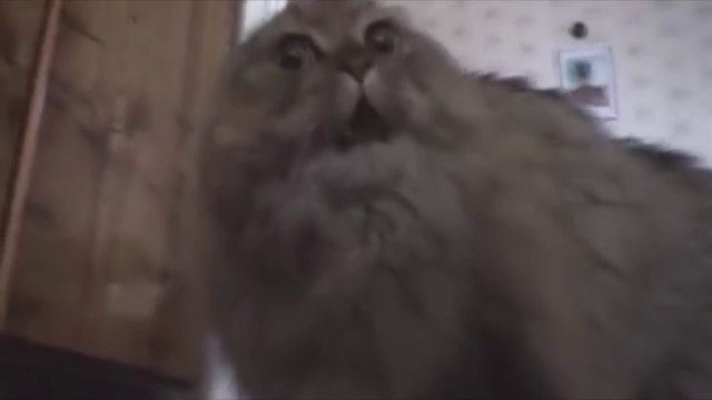 Where is my mind des Pixies chanté par des chats et chiens !