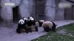 Hungry pandas lick bowls clean in minutes