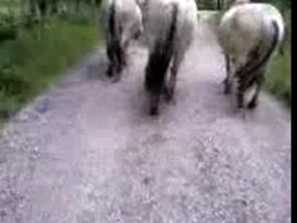descente des chevaux pour la rando examen ATE "ferme des 4 c