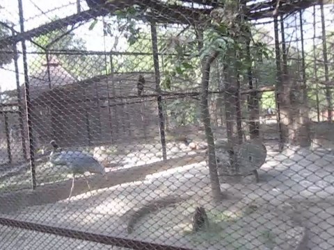 When i went to zoo i saw a beautiful amezing bird