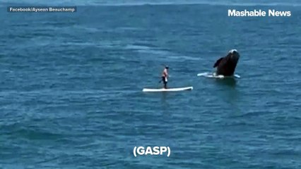 Whale breaches right next to an unsuspecting paddleboarder