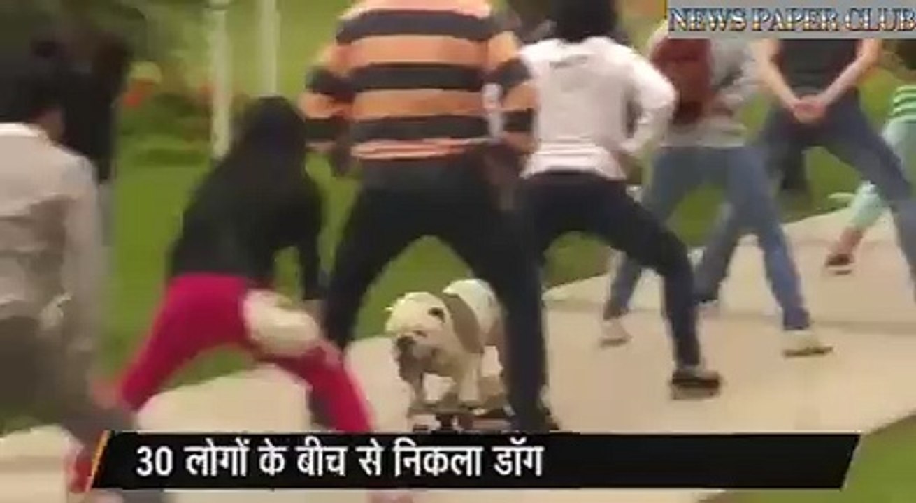 bulldog set the record for long tunnel travelled through by a skateboarding