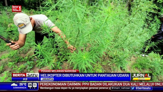 Polda Aceh Musnahkan Ratusan Hektar Ladang Ganja