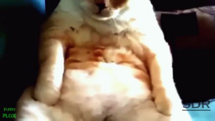 Animals humans fails laugh PART3 by SDR