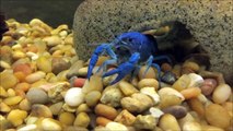Blue Lobster Family, Baby Blue Lobsters(Crayfish)