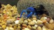 Blue Lobster Family, Baby Blue Lobsters(Crayfish)