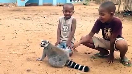 A lemur asked two children to be scratched back