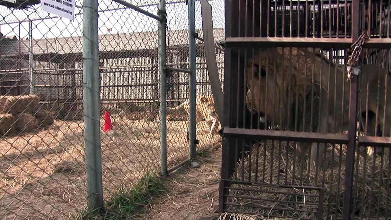 Leões de circo do Peru e da Colômbia vão para a África