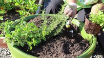 Planting an Herb Garden for Beginners