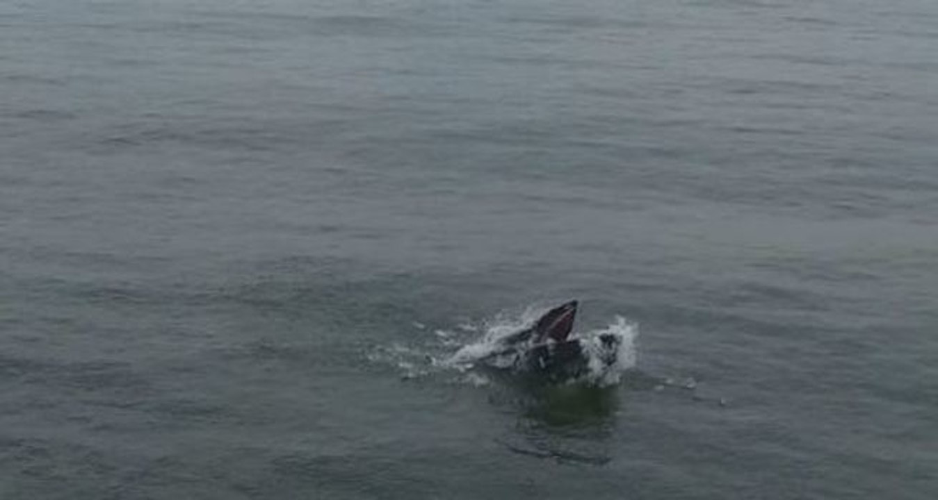 Aerial View of Whale Frolicking Near Long Island
