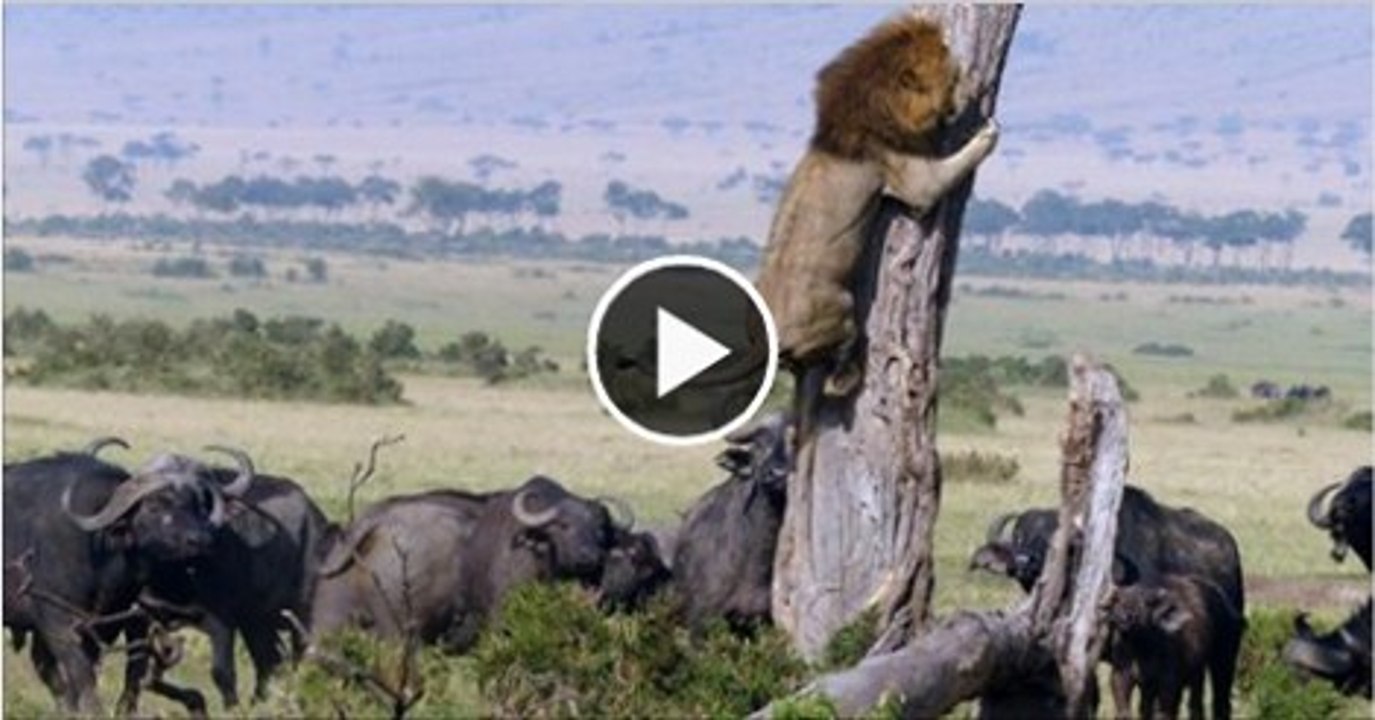 Group of Buffalo kills lion