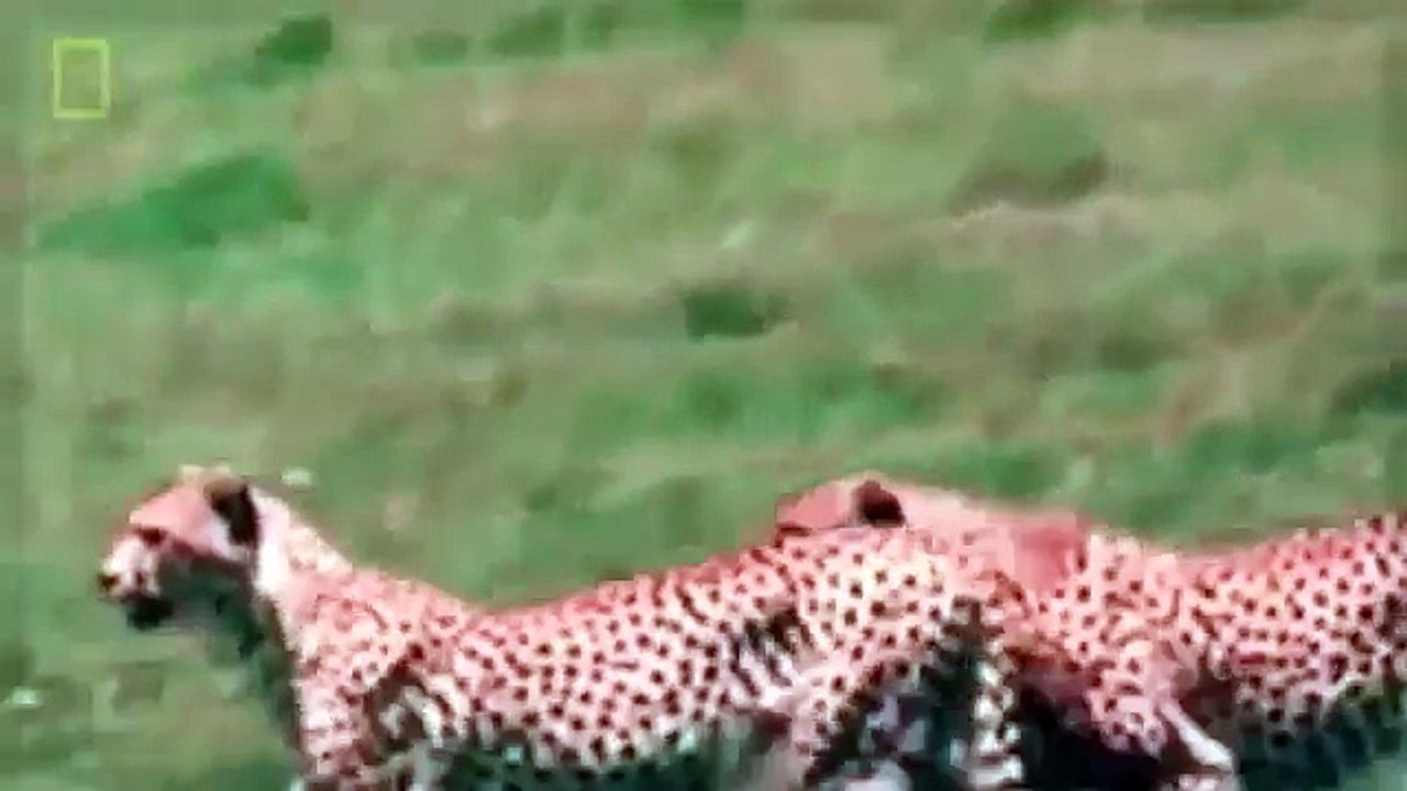 Animal Documentary National Geographic - APEX PREDATORS: Lion, Tiger, Cheetah, Hyena & Mor