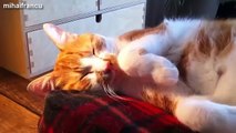 Funny Cats And Dogs Don't Want To Wake Up Compilation 2015 -- NEW