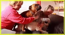 Animals Channel Dog health care, funny Dog, Dogs and Human Part29