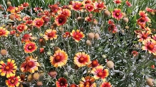 ПЕСНЯ О МАМЕ Тамара Козлова