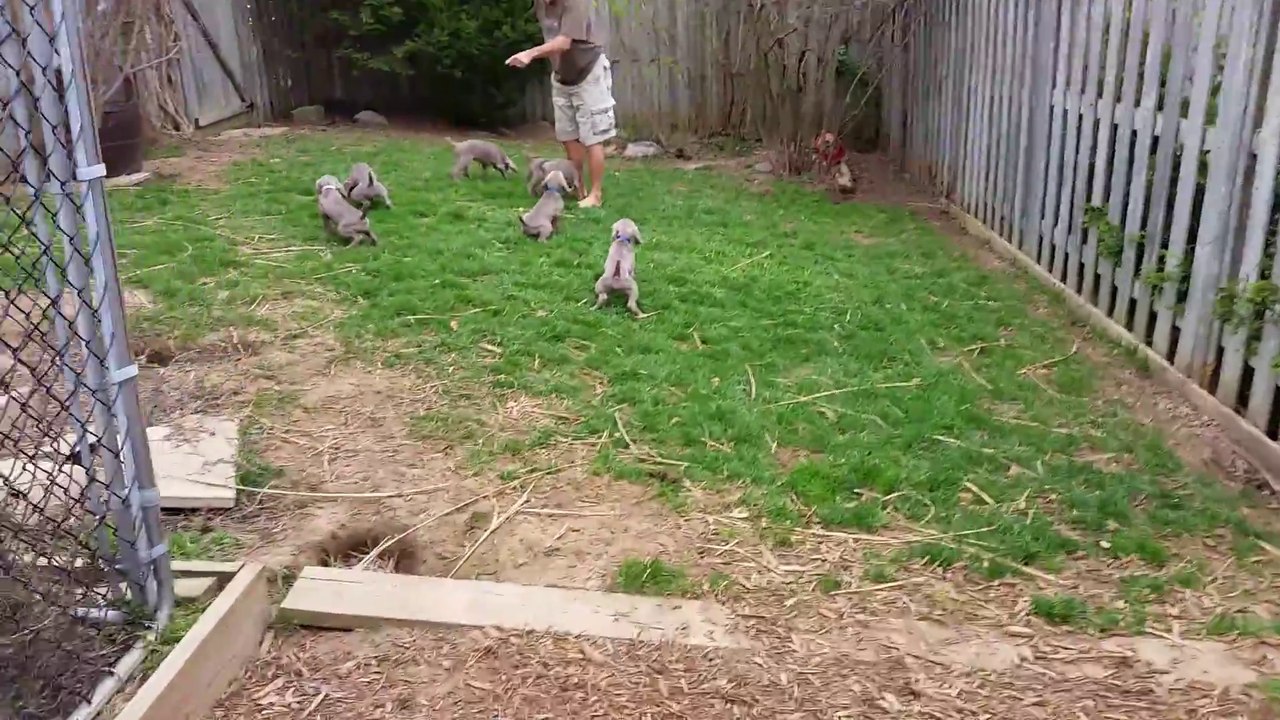Des chiots en plein entrainement de pipi sur commande! Adorable...