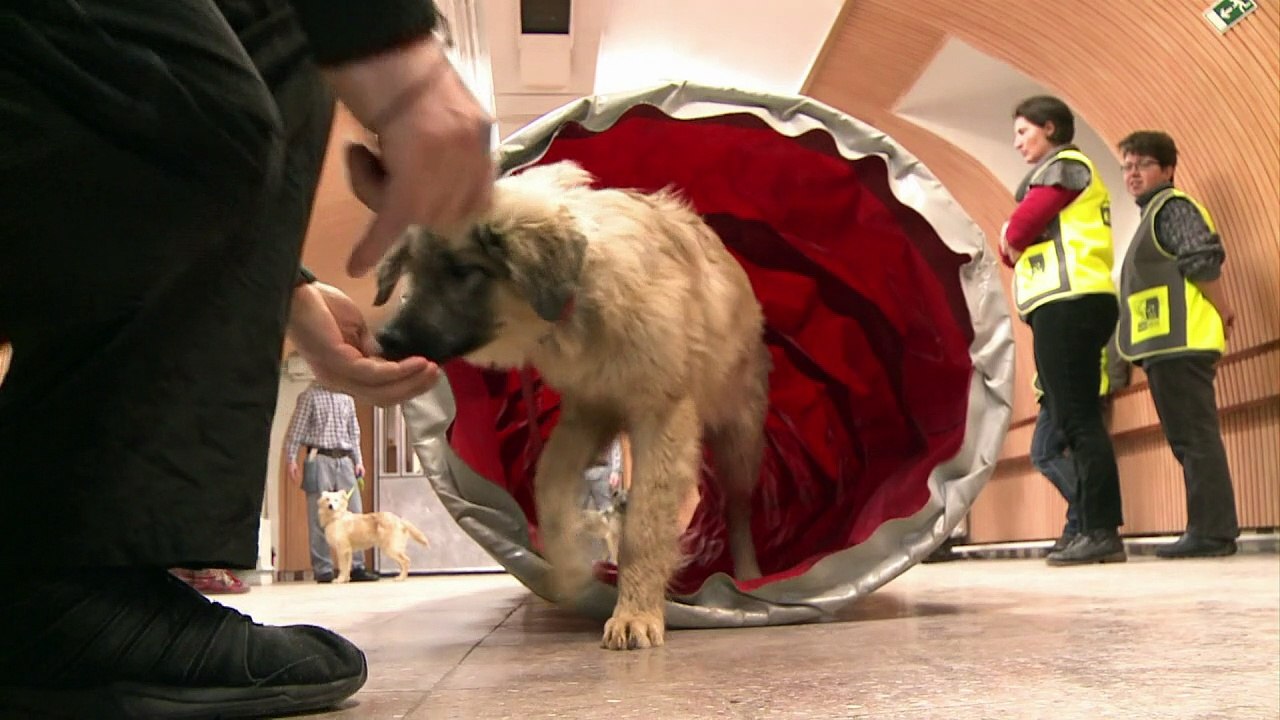 Des détenus et des chiens retissent des liens dans une prison