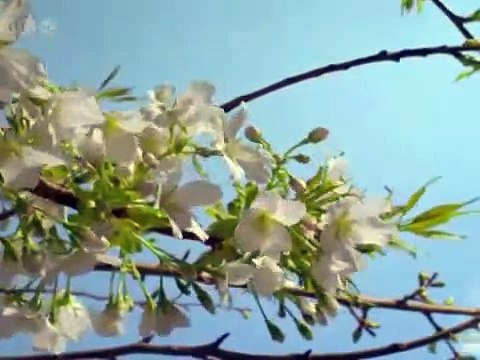 Где взять мне силы Янине Сичевской 27 07 12