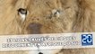 Trente-trois lions sauvés des cirques sud-américains s'envolent pour l'Afrique