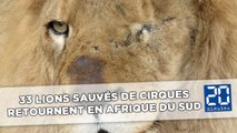 Trente-trois lions sauvés des cirques sud-américains s'envolent pour l'Afrique