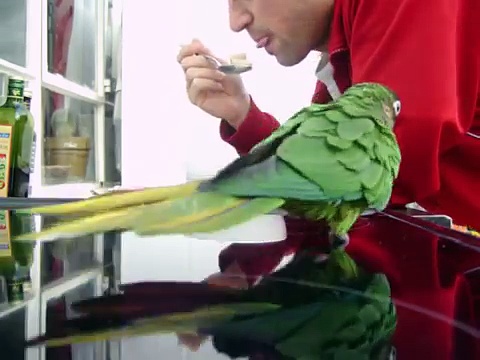 funny parrot