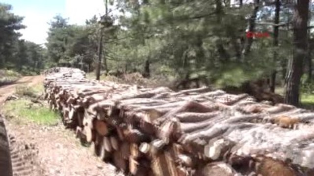 Manisa - Yüz Yaşından Büyük Çam Ağaçlarının Termik Santral İçin Kesilmesi İsyan Ettirdi