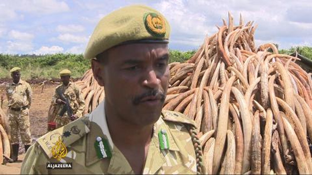 Elephant conservation: Kenya summit on poaching crisis