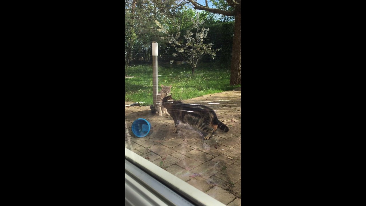Bagarre de chat