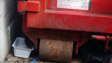 Ce matin découverte de 3 chatons - environ 1 mois