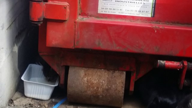 Ce matin découverte de 3 chatons - environ 1 mois