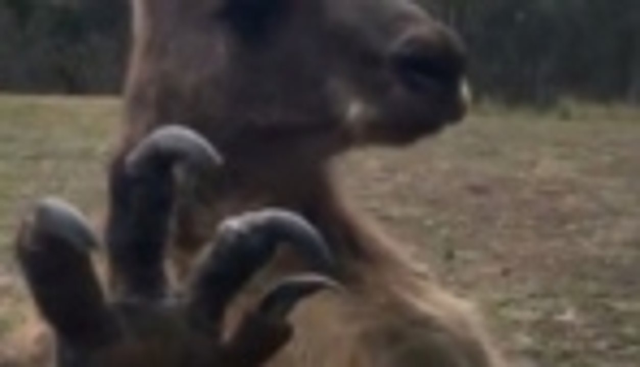 Davetsiz gelen 'misafir'