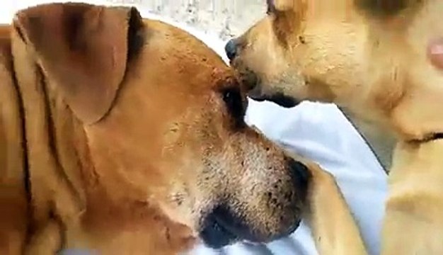 Gli ultimi saluti tra una cagnolina e il suo migliore amico in fin i vita.