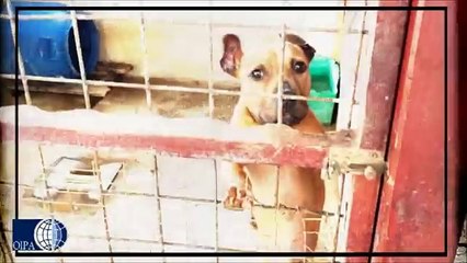 Salvati altri 23 pitbull usati per combattimenti.