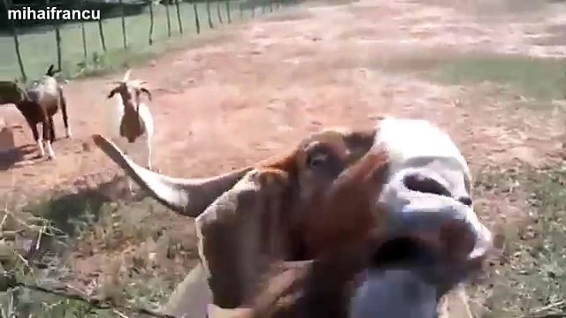 Funny Animals Making Funny Sounds And Noises Compilation 2016 [NEW]