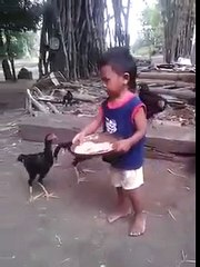 Anak Kecil ini diserang oleh puluhan Ayam sampai tak bisa berkutik