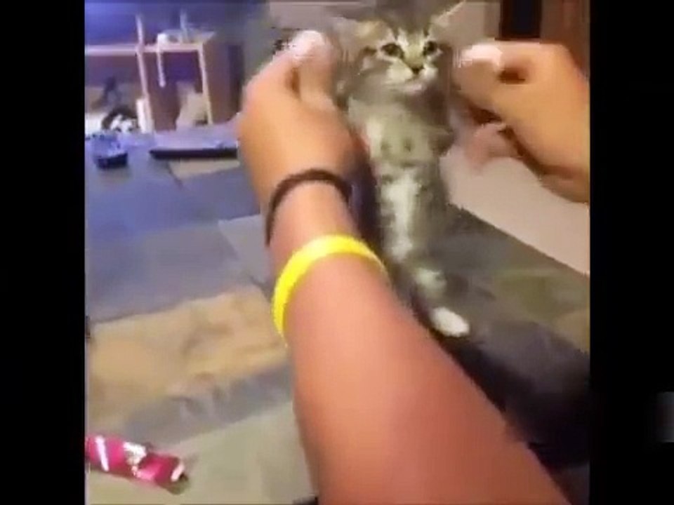 TOP Funny Cat and Dog Dancing and Singing in the World - Mkls