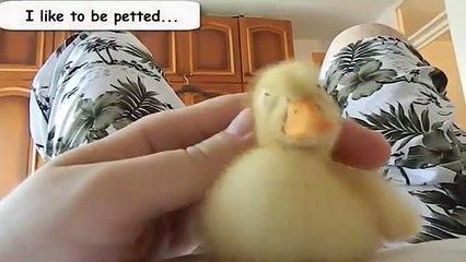 Funny Videos From A Duck's Life - Funny Ducks Compilation 2016